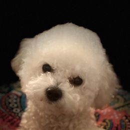 Bichon Frise Puppies from Litters of Love