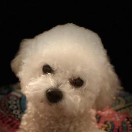 Bichon Frise Puppies from Litters of Love