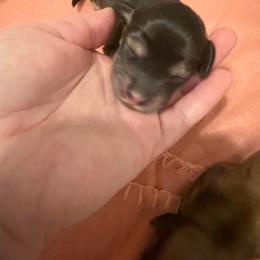 Boy 1 - Black and cream male Dachshund puppy in Fenton, Michigan from Always Darling Dachshunds