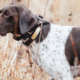 German Shorthaired Pointers from MATSKI GSP