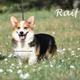 Raif