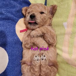 Hot pink collar female - Brown female Shihpoo puppy in Williamsville, New York from Nell’s Doodle & Dolls