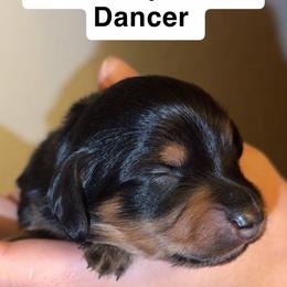 Dancer - Black and tan female Dachshund puppy in Albuquerque, New Mexico from Designer Dachshund Club