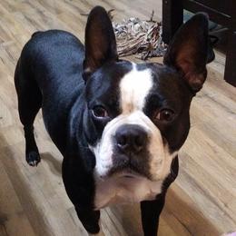 Buddy - Boston Terrier
