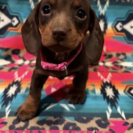 Dachshund and Miniature Australian Shepherd Puppies from Homestead Doxies & Shepherds LLC
