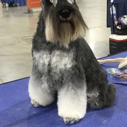 Miniature Schnauzer All Grown Up from ZRULES
