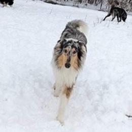 Collies and Siberian Huskies from Northlane Siberians