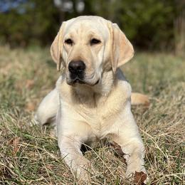 Avery - Labrador Retriever