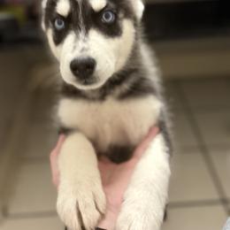 Siberian Husky Puppies from Riri’s Huskies