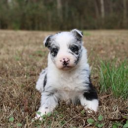 Tilly - Blue merle female Border Collie puppy in Cedartown, Georgia from Ferguson Border Collies