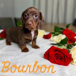 Bourbon - Chocolate and tan male Dachshund puppy in Kemp, Texas from Koli Acres
