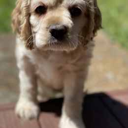 Cocker Spaniel Puppies from Brooks House Cocker Spaniels