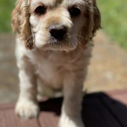 Cocker Spaniel Puppies from Brooks House Cocker Spaniels