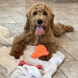 Camper - Apricot male Goldendoodle puppy in Sugarcreek, Ohio from True Hearted Doodles
