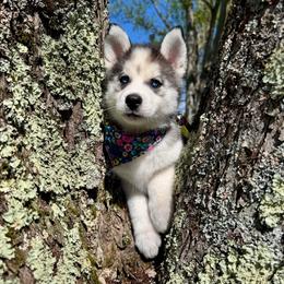 Stormy - Black and white female Pomsky puppy in Venus, Pennsylvania from Hemlock Pines Pomsky