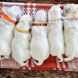 2nd pick Female - Yellow female Labrador Retriever puppy in Mt. Vernon, Texas from Bohlken Labradors