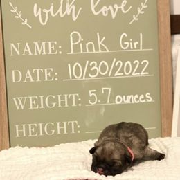Girl 1 - Fawn Pug puppy in Live Oak, Florida from Heartstring Pugs