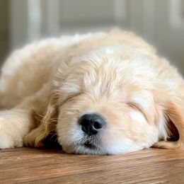 Goldendoodle and Golden Retriever Puppies from Utah Goldens