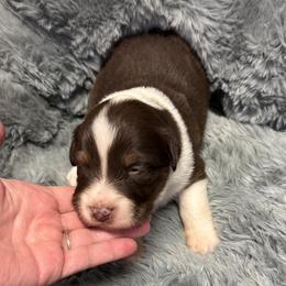 Australian Shepherd Puppies from Bullet & Whiskey’s Pups