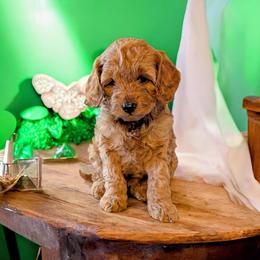 Bluey - Red female Cockapoo puppy in Sparta, Missouri from Sis' Doodles & Poodles