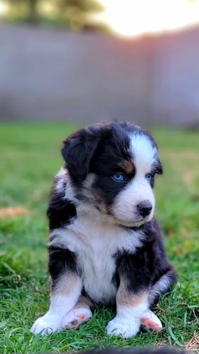 Hopper - Black tri-color Australian Shepherd puppy in Glendale, Arizona from Kerr Aussies