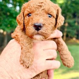 Girl 3 - Red  female Goldendoodle puppy in Philadelphia, Mississippi from Oakie Doodles