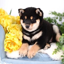 Akii - Import Sired AKC registration - Black and tan male Shiba Inu puppy in Neosho, Missouri from Sunny Terrace Shibas