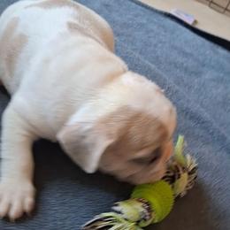 Parker - White and fawn male French Bulldog puppy in Cañon City, Colorado from Terri Geiser-Gilchrist
