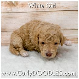 White Girl - Apricot female Goldendoodle puppy in Taneytown, Maryland from Curlydoodles