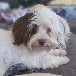 Cupcake - Cockapoo