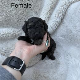Maeve - Tri-color female Bernedoodle puppy in Fallon, Nevada from Wild Roots Doodles