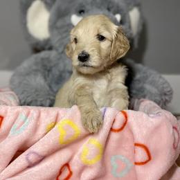Cockapoo and Goldendoodle Puppies from Capital Doodles