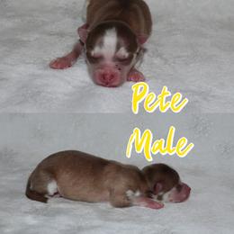 Pete - Red and white male Pomsky puppy in Clarkston, Utah from Red Rock Ranch Breeders