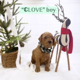 Goldendoodle Puppies from Proctor’s Petite Goldendoodles