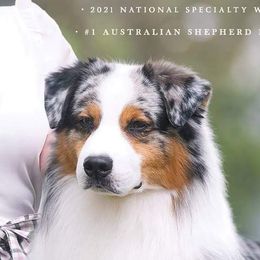 JJ - Australian Shepherd