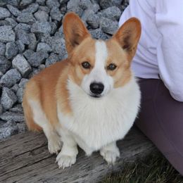 Tonka - Pembroke Welsh Corgi