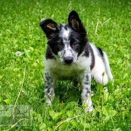 Border Collie, Golden Retriever, and Sporty Mix Puppies from Turbo Border Collies & Coltrievers