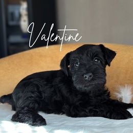 Valentine AKC - Black Miniature Schnauzer puppy in Victorville, California from West Coast Royal Miniature Schnauzer
