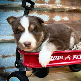 Leo - Red and white male Siberian Husky puppy in Union Grove, Alabama from Southern Siberian Life