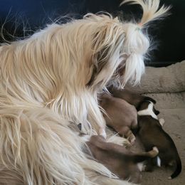 Goldie - Shih Tzu