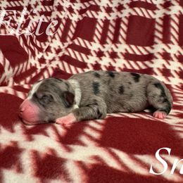Snow - Blue merle female Miniature Australian Shepherd puppy in Corpus Christi, Texas from Elite Miniature Australian Shepherds