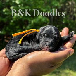 Phoenix - Black and white male Bernedoodle puppy in Benton, Arkansas from B&K Doodles, LLC