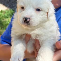 Angelica - Blue merle female Australian Shepherd puppy in Ashland, Ohio from SS Australian Shepherds