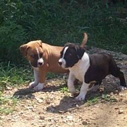 American Staffordshire Terrier Puppies from Diane Guilmette