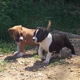 American Staffordshire Terrier Puppies from Diane Guilmette
