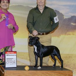 Scout - Staffordshire Bull Terrier