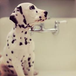 Dalmatian Puppies from Spotted Way Dalmatians