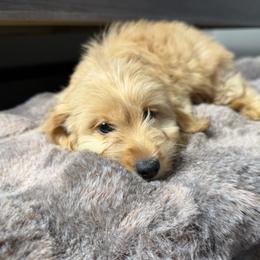 Lizzie - Apricot female Goldendoodle puppy in Palmdale, California from Pucci Pawfect