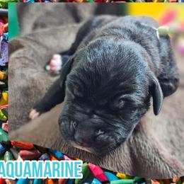 Aquamarine - Black female Great Dane puppy in Brookings, South Dakota from Debonair Danes