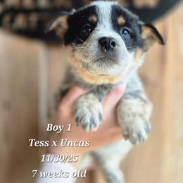 Boy 1 - Blue mottled male Australian Cattle Dog puppy in Monroe, North Carolina from Creek View Cattle Dogs